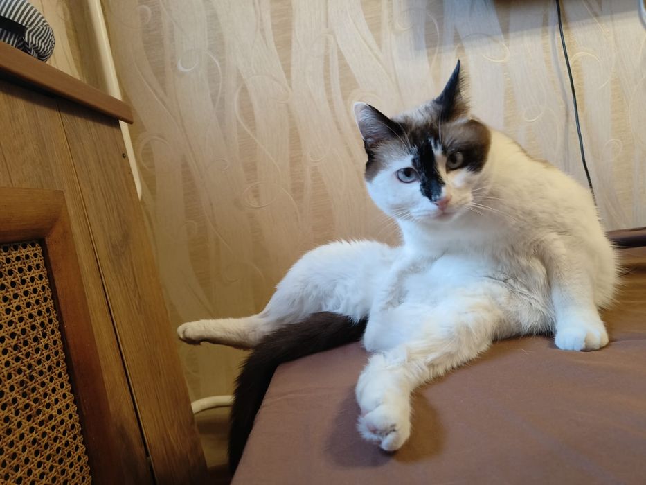 Отдаём кота в добрые руки