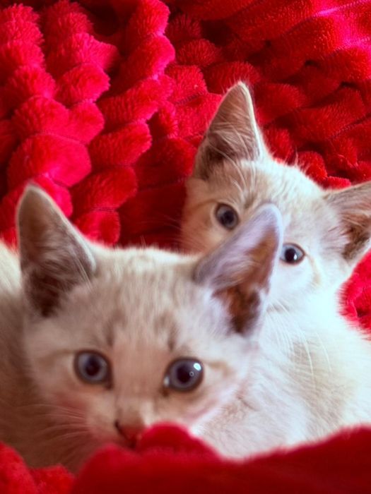 Отдам котят 2,5 месяца