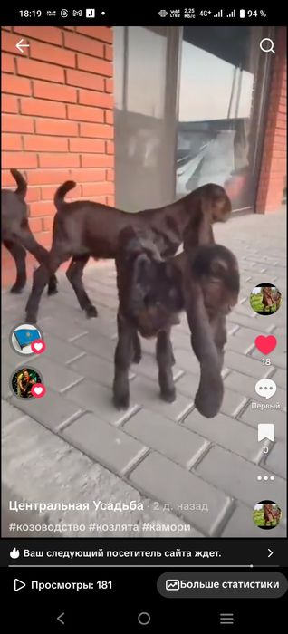 Козы Камори ЧП  козлик