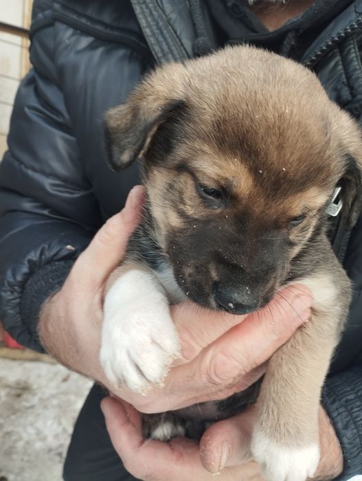 Щенки .22декабря месяц .