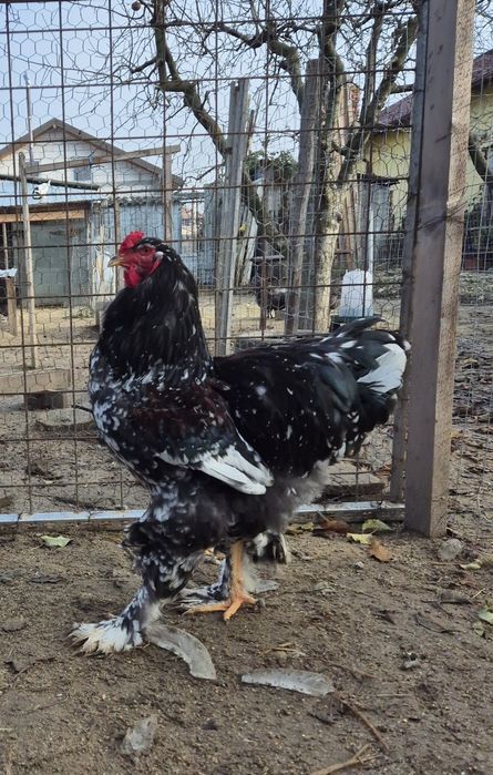 Vand/Schimb Cocos brahma  porțelan