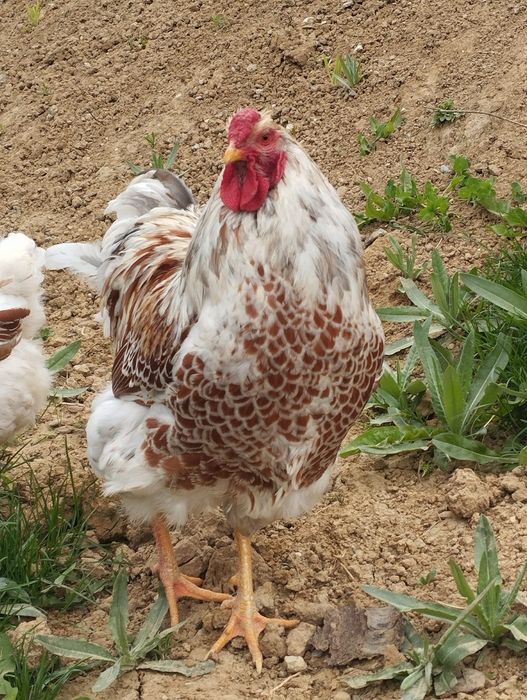 Cocos si găină Wyandotte