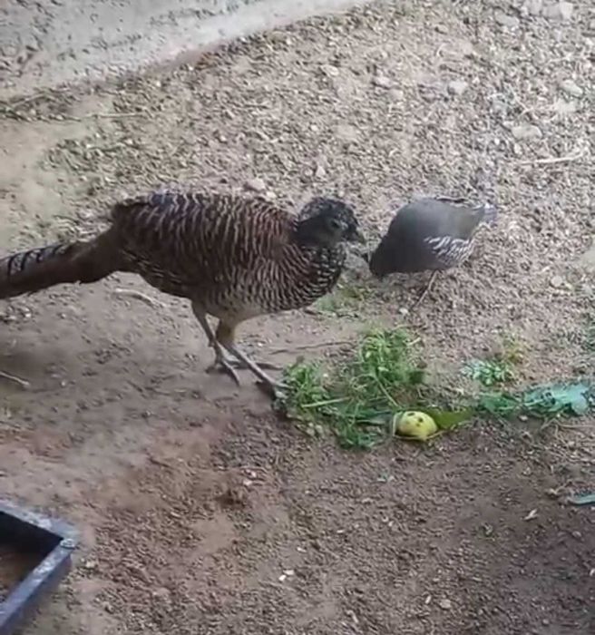 Продаются Алмазные фазаны