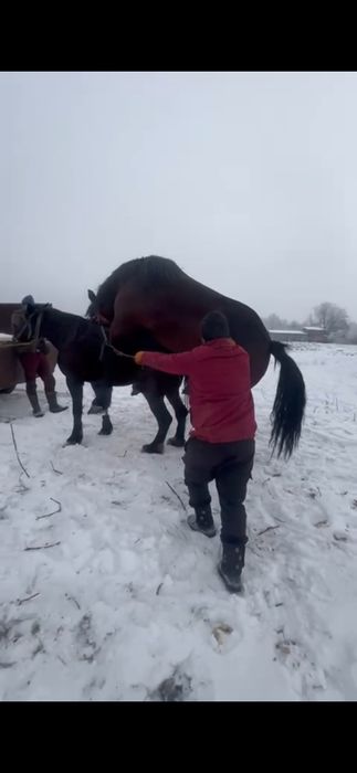 Vând sau schimb o iapă de 5 ani
