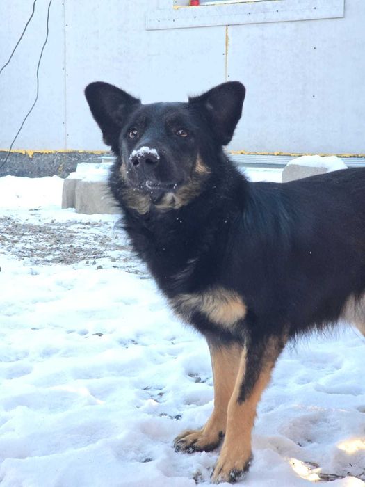 Молодой пёсик Рэмбо ищет дом!