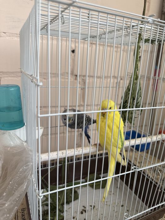 Продам попугаев срочно