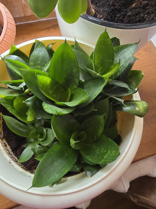 Продам комнатные цветы