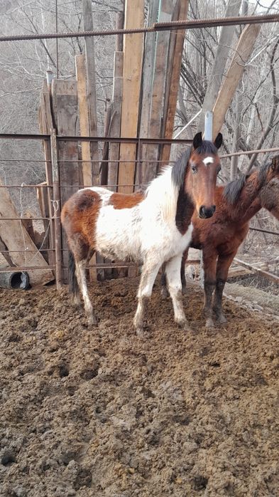 Құнан асау,жеребчик не обученый.