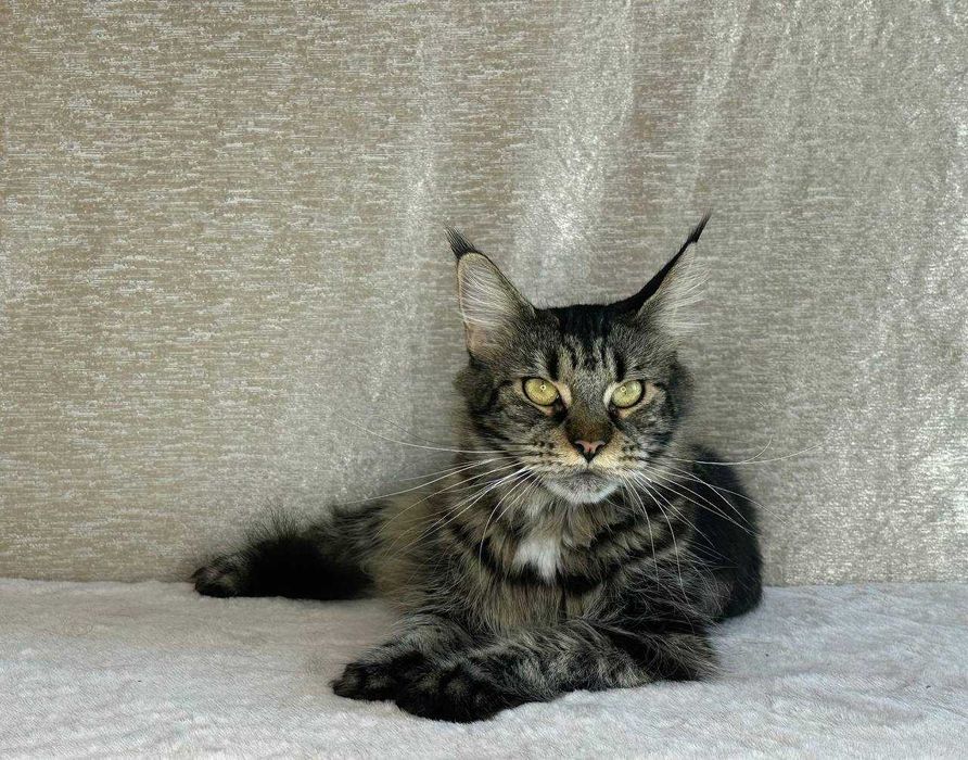 Продается клубная кошечка породы мейнкун.