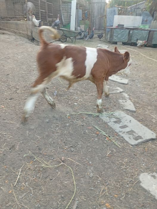 Vând vițel de 4luni