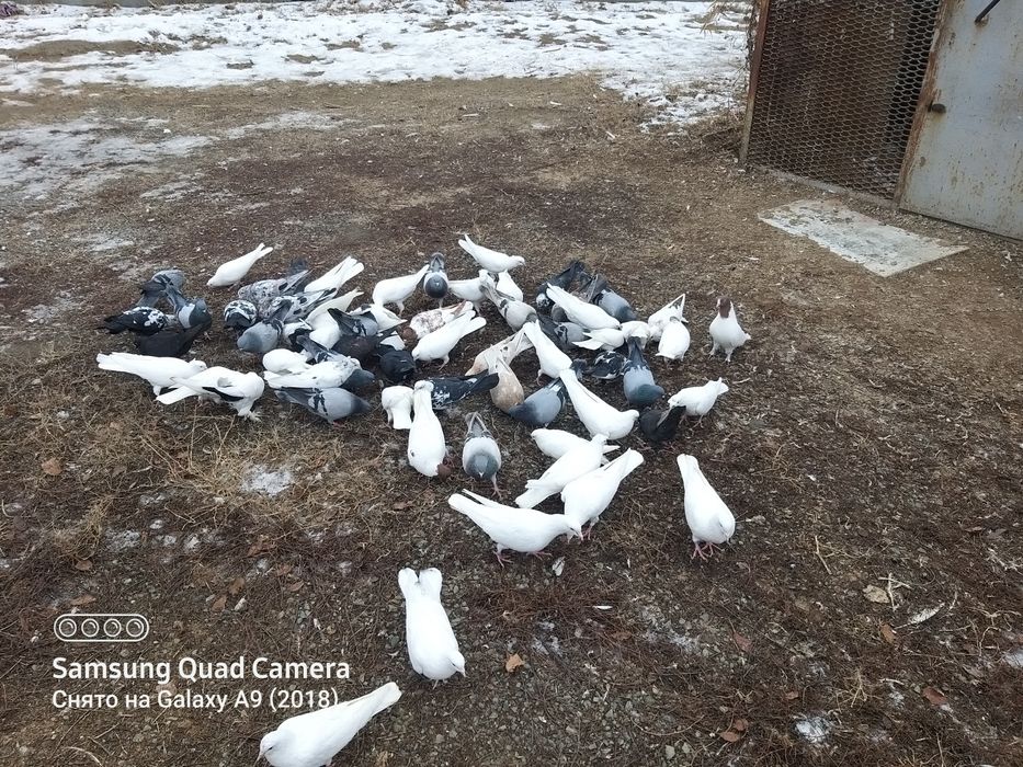 Продам голубей разных мастей