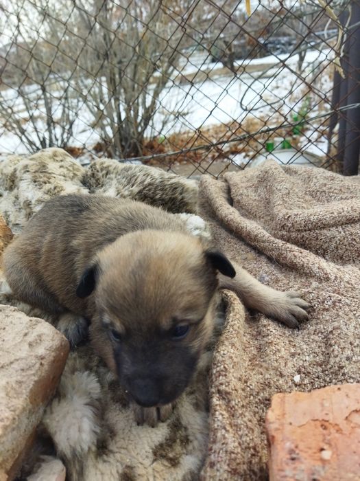 ОтдамЩенятМальчики