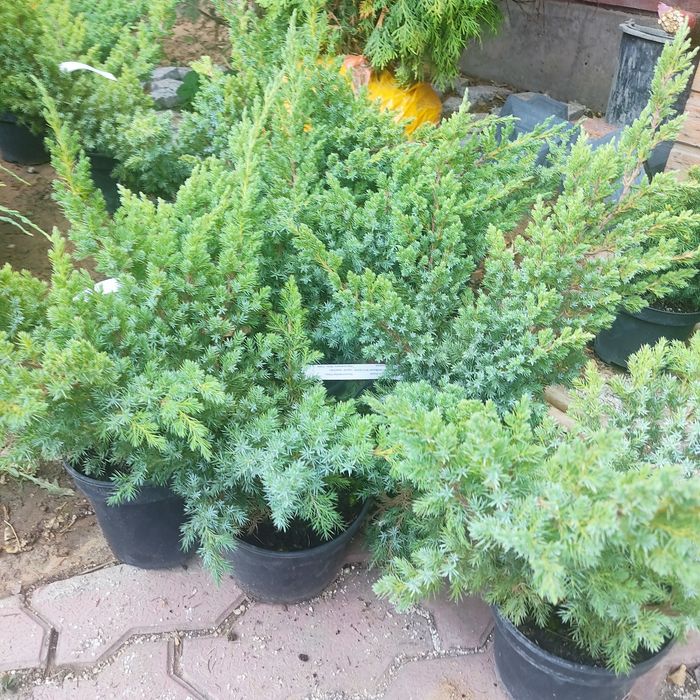 Можжевельник, сосна, ель коника, туя шаровидная, саженцы в алматы