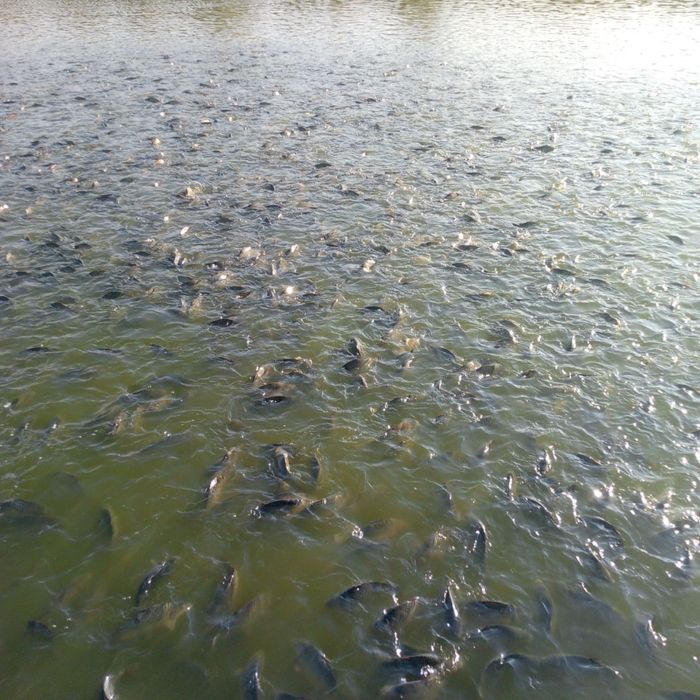 Экструдер корм для рыбы,Балик озука, чокмас Балик йем