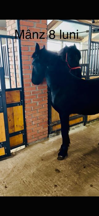 Iapa frizian gestanta cu manz de 8 luni dintr o linie anterioara