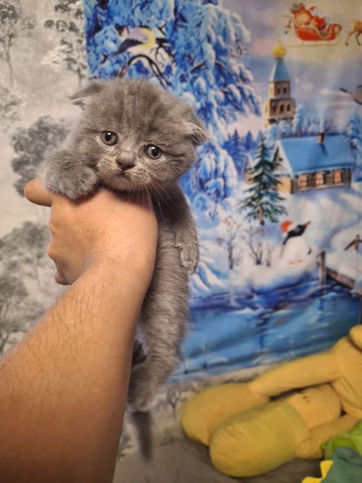Скоттиш фолд британцы
