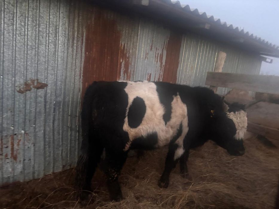 2 бука свтылады срочно