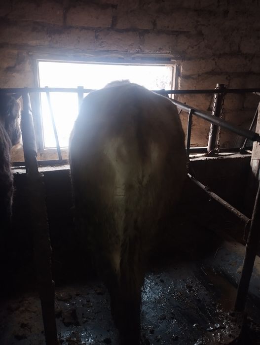 Продам бычки срочно