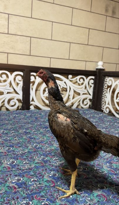 Дакан Китай-Кореец мекендер