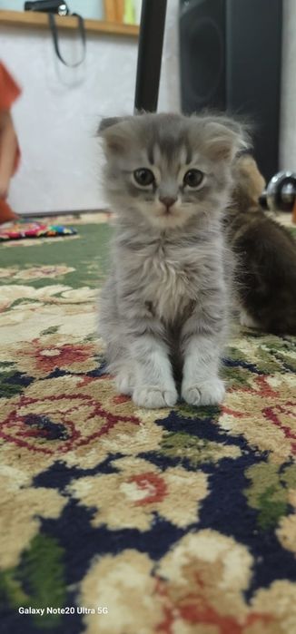 Мушуклар сотилади зотлари skotish fold ва skotish strite