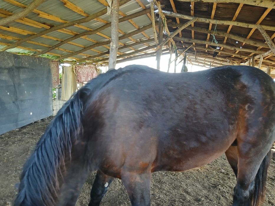 Vand armăsar de 2Ami