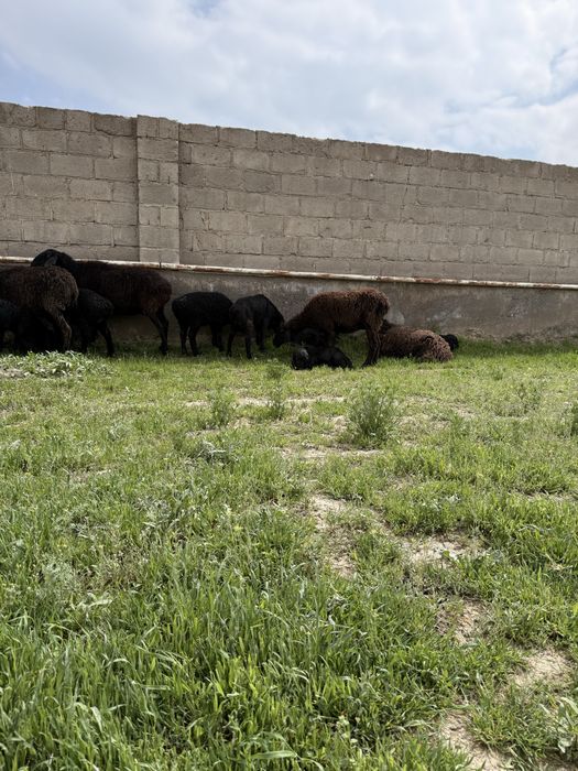 Qoylar sotiladi ona bola