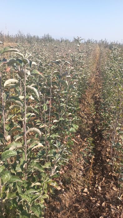 Саженцы плодовых