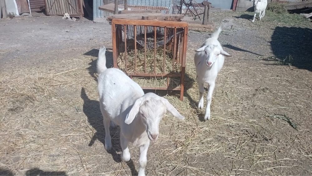 Продам козу,козлят