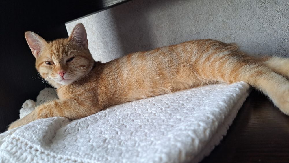 Котик ещет дом,котик ищет дом.