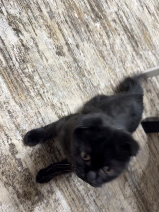 котенок скотиш фолд