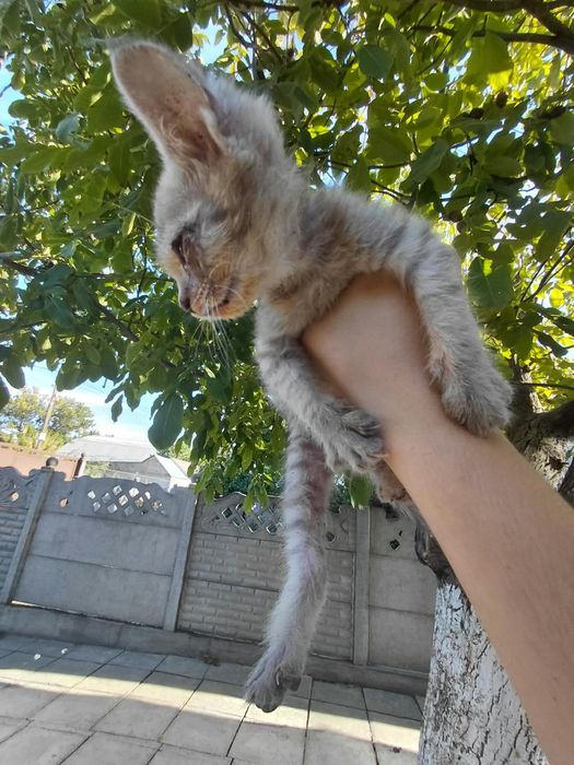 Котята ищут дом, мальчик и девочка