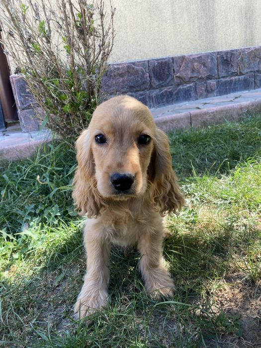 Cocker Spaniel baiat auriu