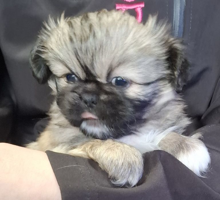 Сладки пекинези.