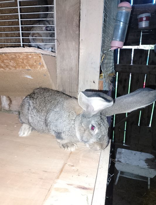 Iepuri Uriaș German