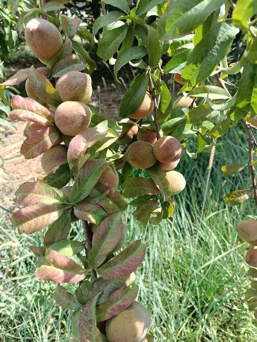 Дача времянкасымен мансардный сатылады