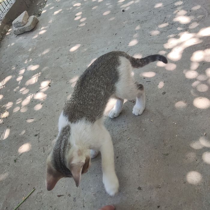 Donez  2 pui pisica