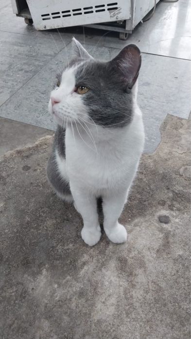 Котик ищет дом!