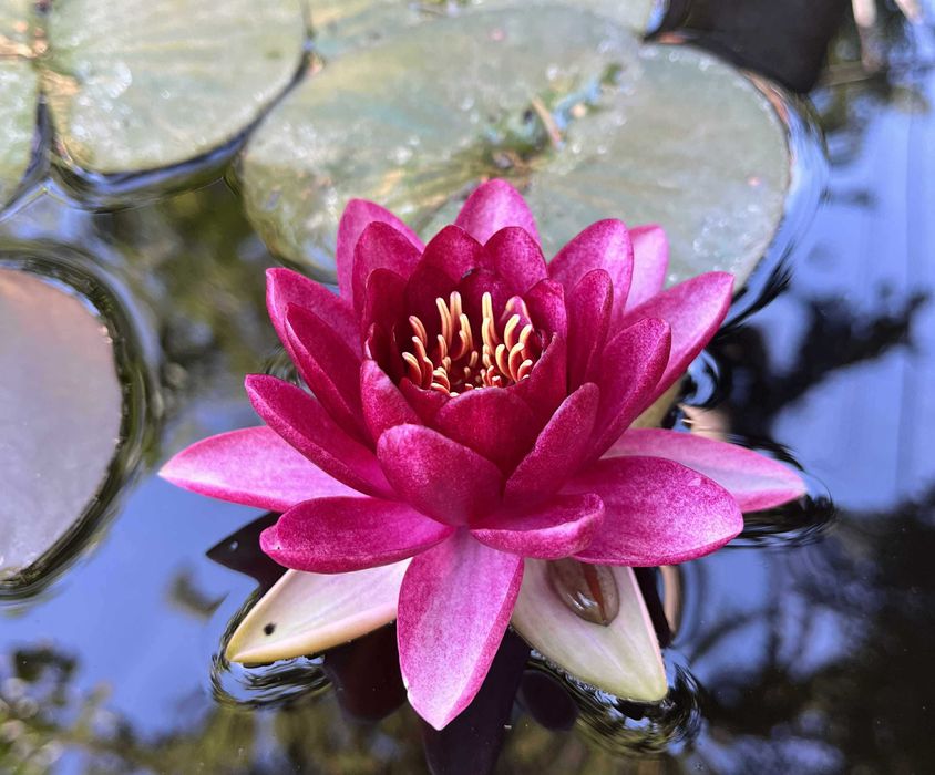 Сортови Водни лилии и тор за тях