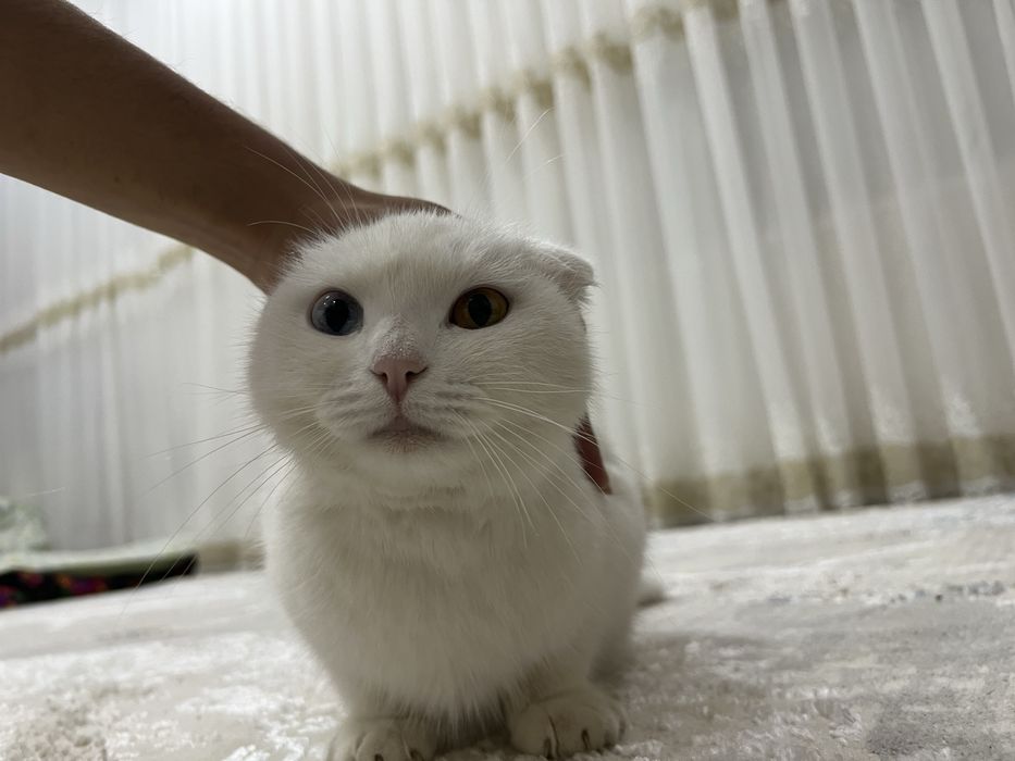 Zoti: Scottish Fold