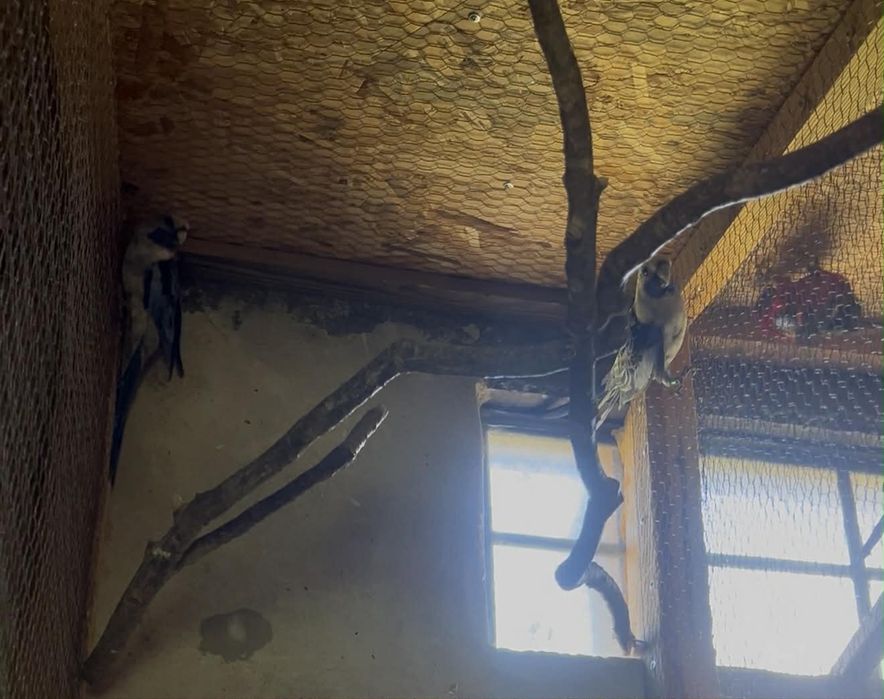 Пенантови розели