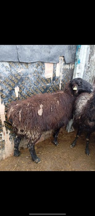 Кой козы сатылады сойып беремз