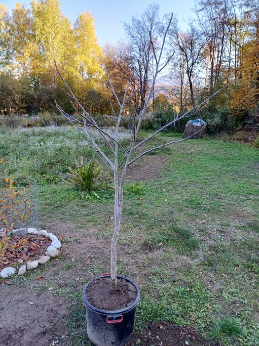 Nuc / pomi / balot pamant