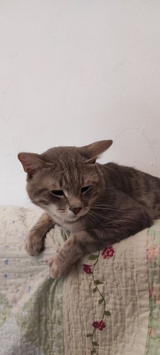 Мальчик ишет доброго хозяйна!