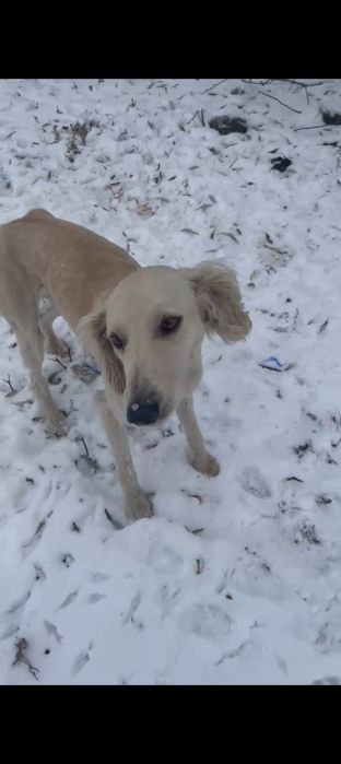 Тазы сатылады продам