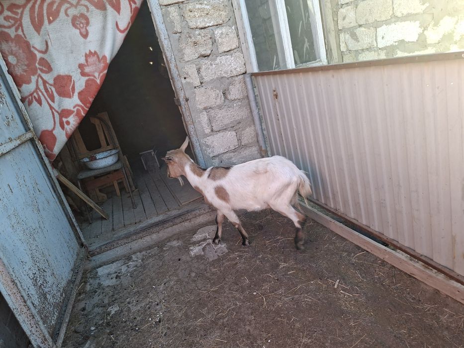 Ешкі козы лак сатылады
