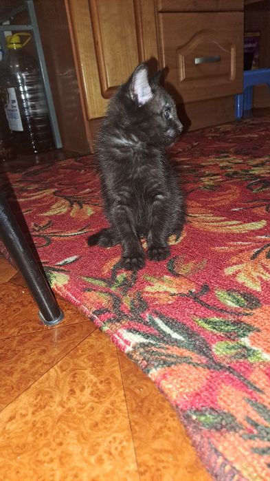 Котенок Шоколадка, кошка