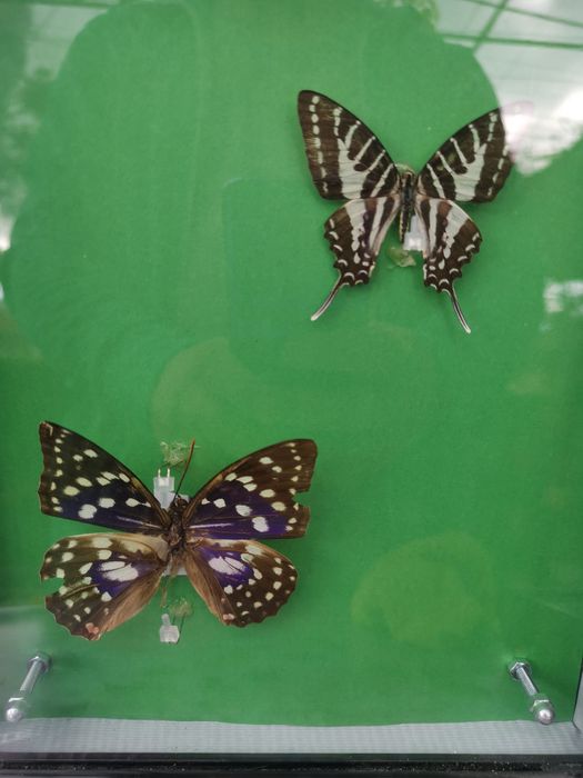 Истински пеперуди, естествени