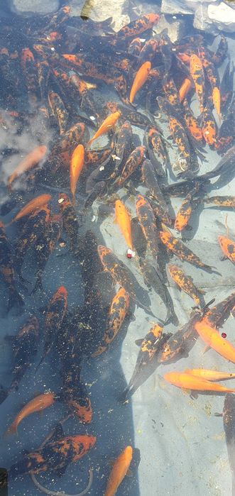 Crapi koi de vinzare