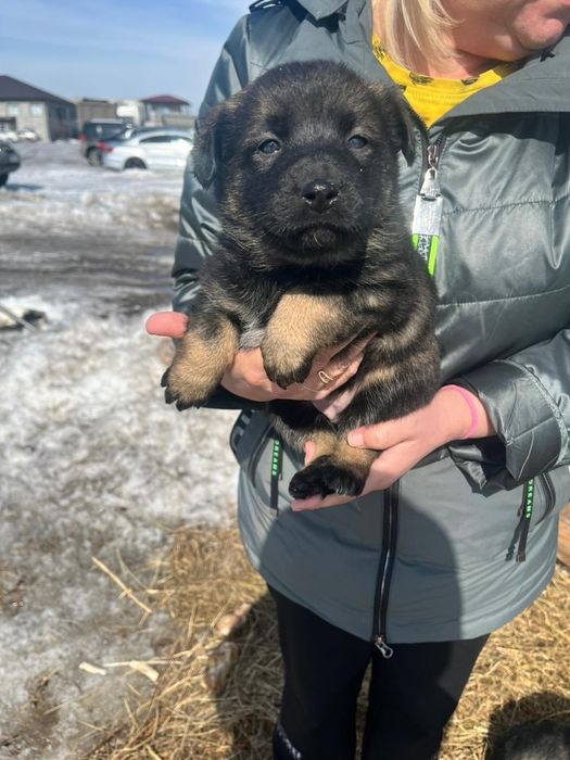 Щенки бесплатно, девочки