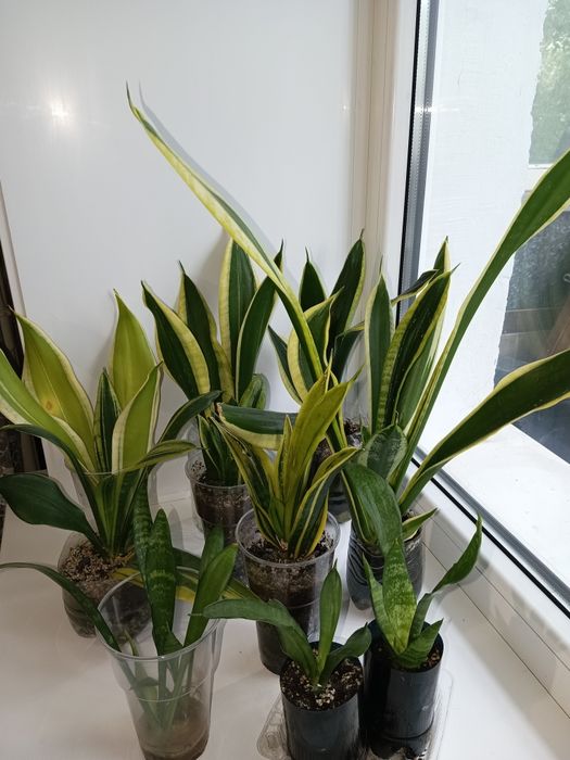 Сансевиерии, обмен